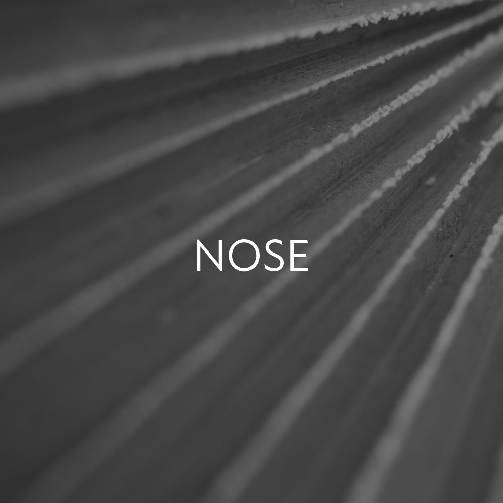 부채꼴로 뻗은 잎맥 결 이미지, 'NOSE' 문구